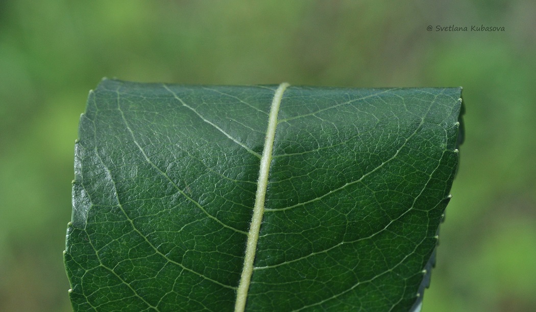 Image of Salix daphnoides specimen.