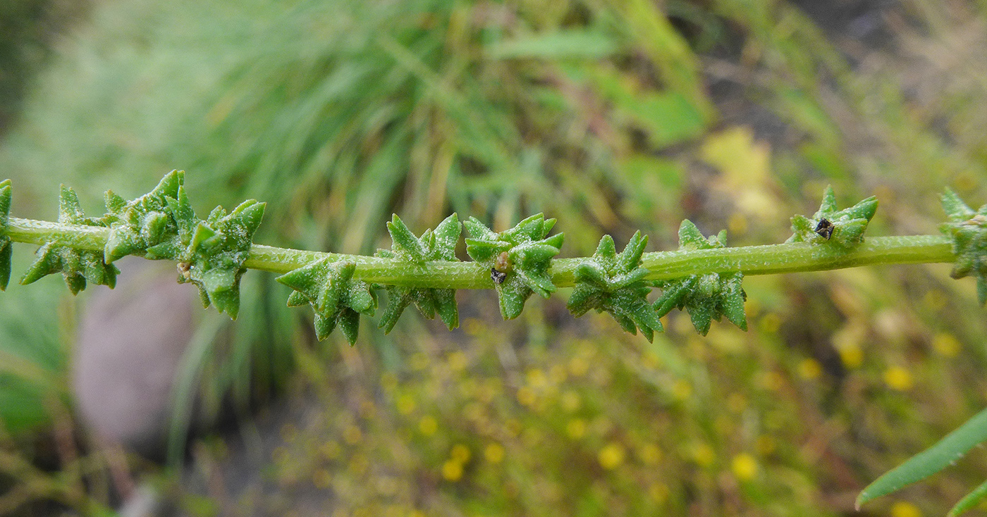 Image of Atriplex subcordata specimen.