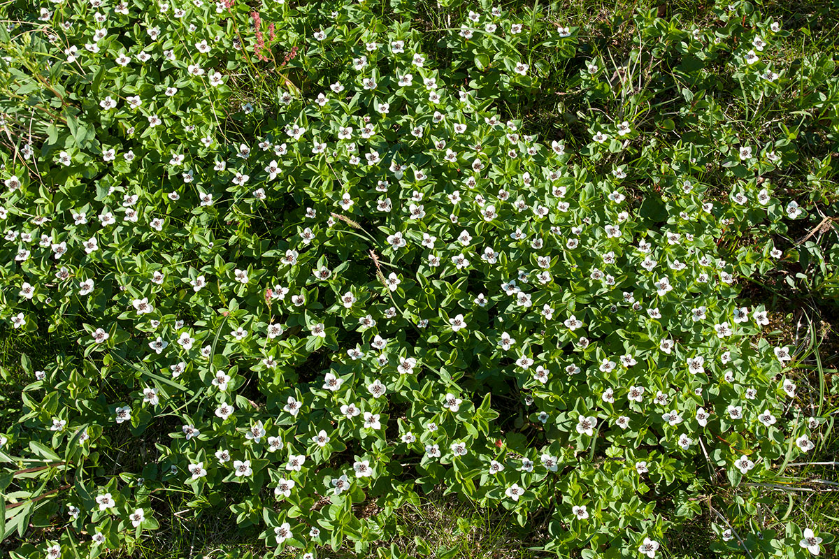 Изображение особи Chamaepericlymenum suecicum.