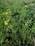 Crepis tectorum