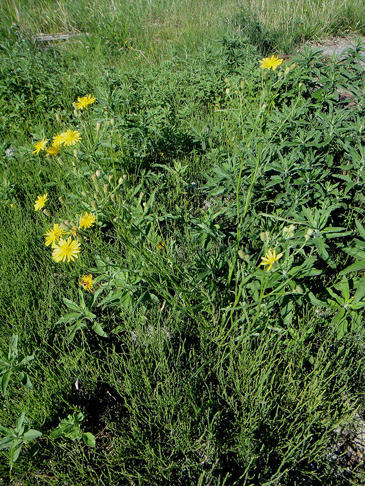 Изображение особи Crepis tectorum.