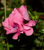 Linum pubescens