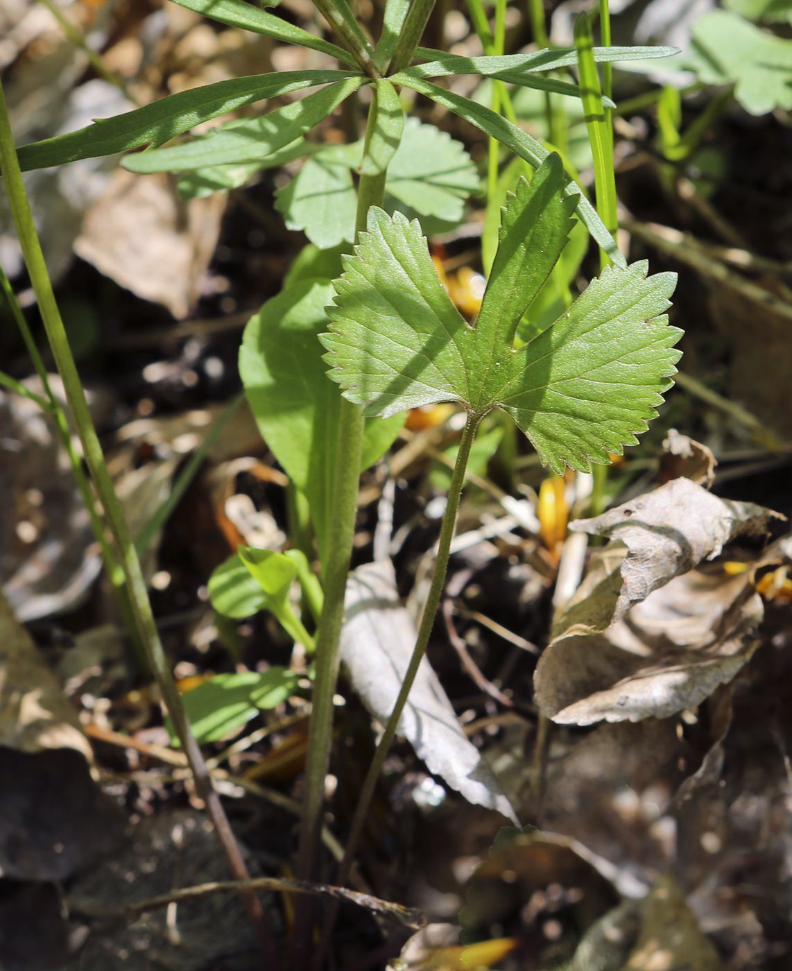 Изображение особи Ranunculus auricomus.