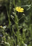 Crepis tectorum. Верхушка цветущего растения с сидящей мухой. Пермский край, г. Пермь, Кировский р-н, дер. Оборино, кооператив \"Якорь\", травянистая полка вдоль песчаного берега р. Кама. 18.06.2017.