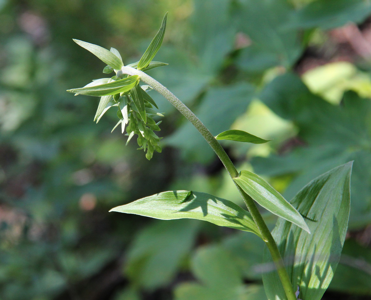 Изображение особи Epipactis helleborine.