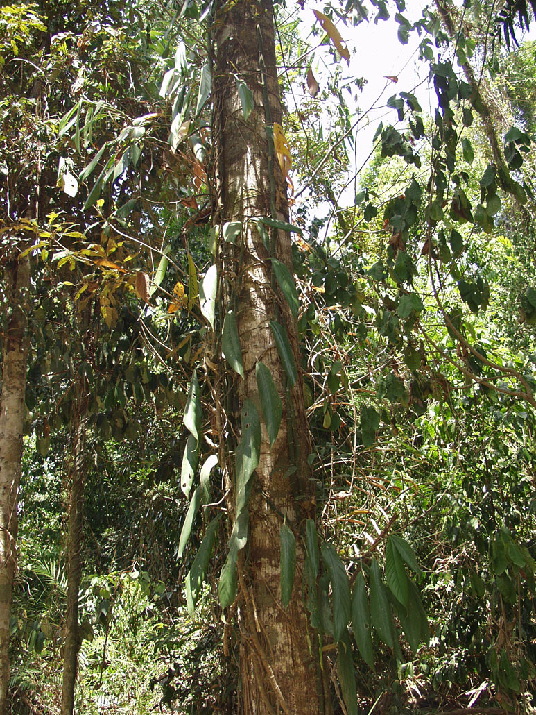 Image of genus Rhaphidophora specimen.