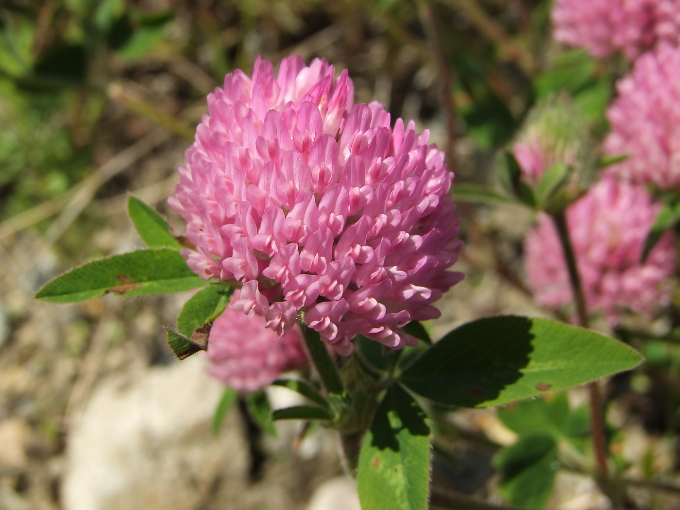 Image of Trifolium pratense specimen.