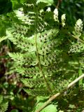 Dryopteris assimilis