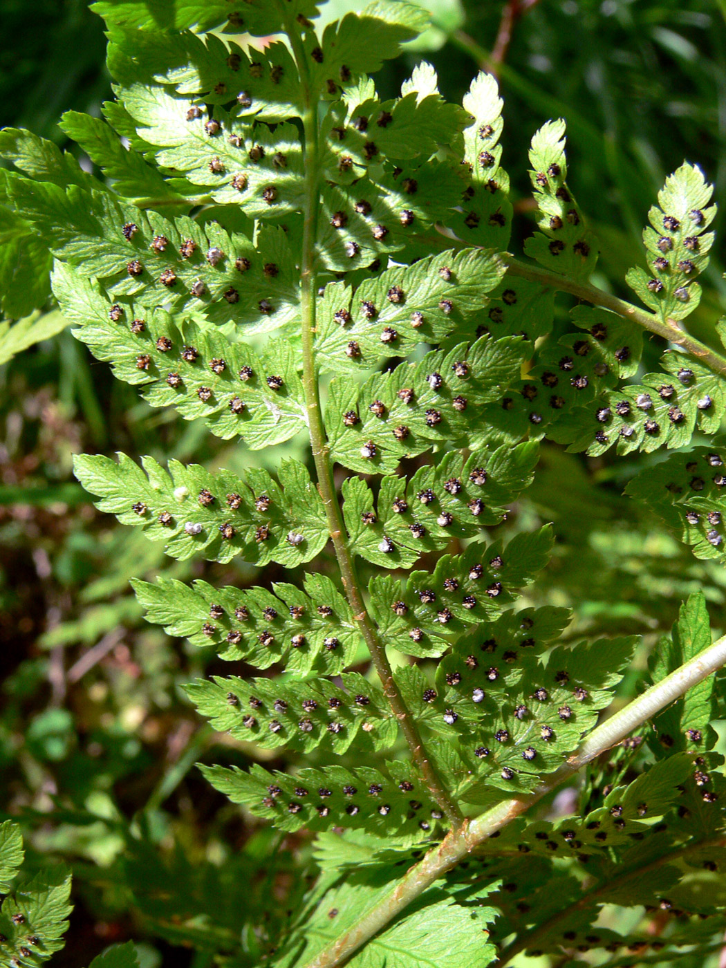 Image of Dryopteris assimilis specimen.