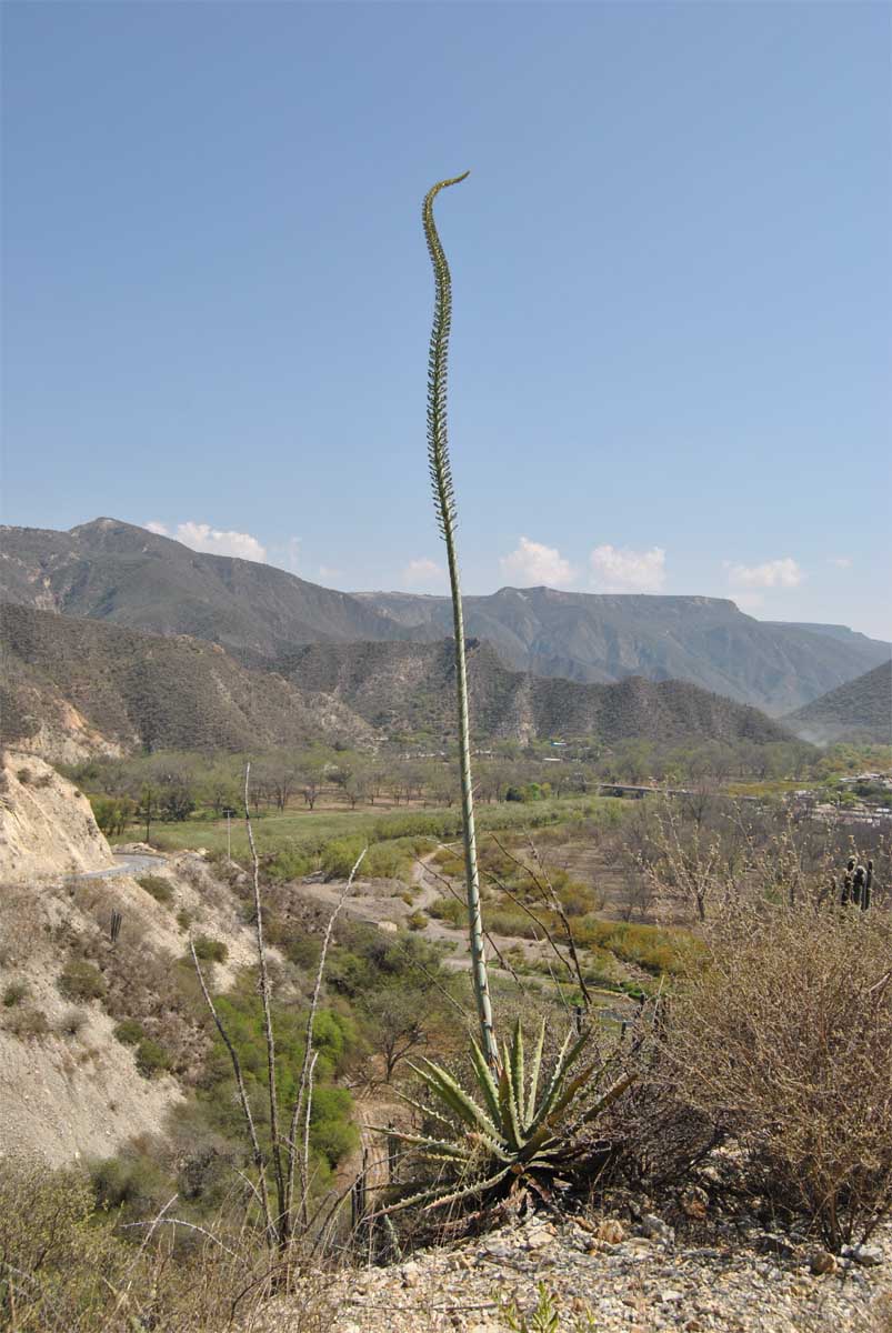 Изображение особи Agave xylonacantha.