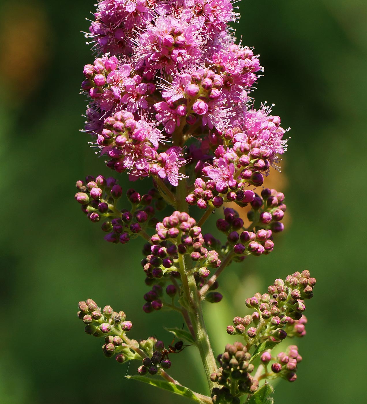 Image of Spiraea &times; billardii specimen.