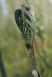 Sorbus aucuparia. Верхушка побега с разворачивающимися листьями. Костромская обл., Костромской р-н, окр. пос. Козловы Горы, сероольшанник вдоль берега р. Волга. 07.05.2017.