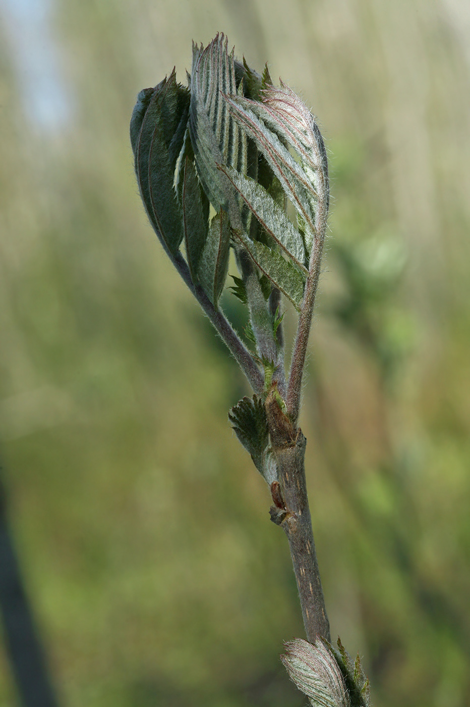 Image of Sorbus aucuparia specimen.