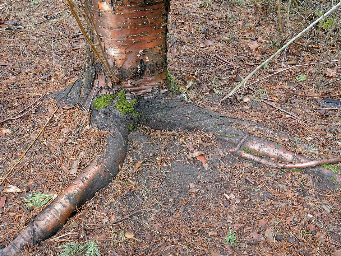 Image of Padus maackii specimen.