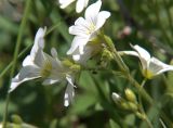 Cerastium arvense