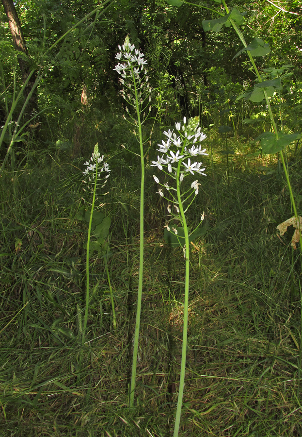 Image of Ornithogalum arcuatum specimen.