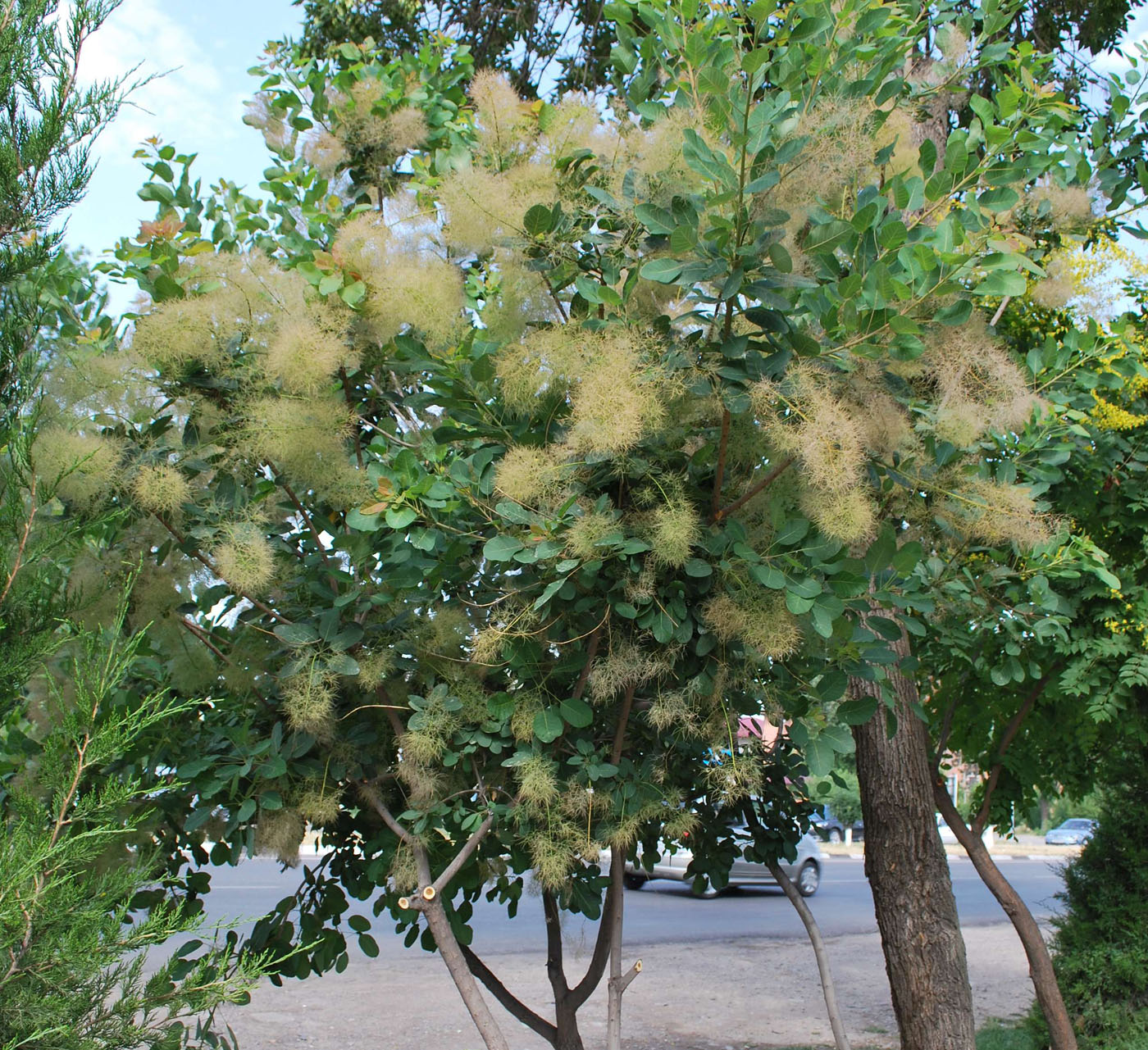 Image of Cotinus coggygria specimen.