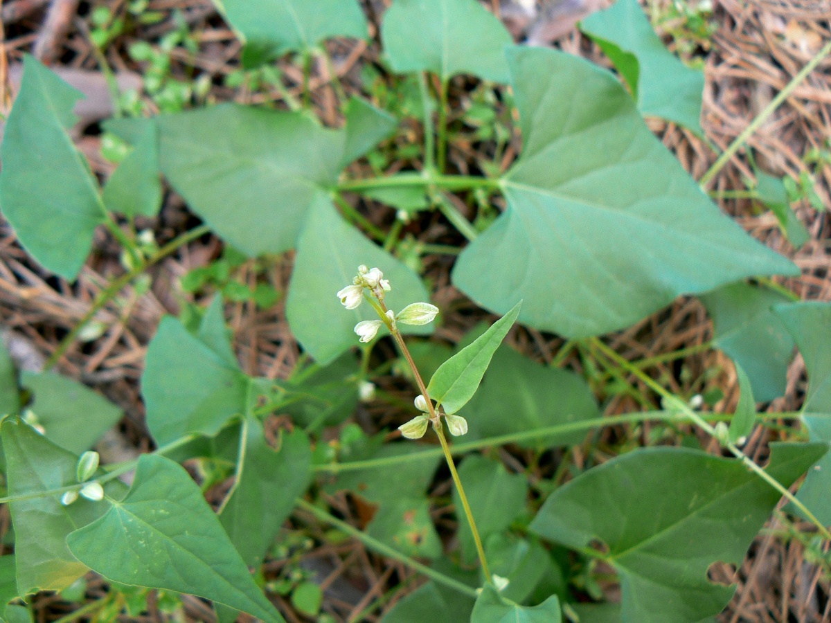 Изображение особи Fallopia convolvulus.