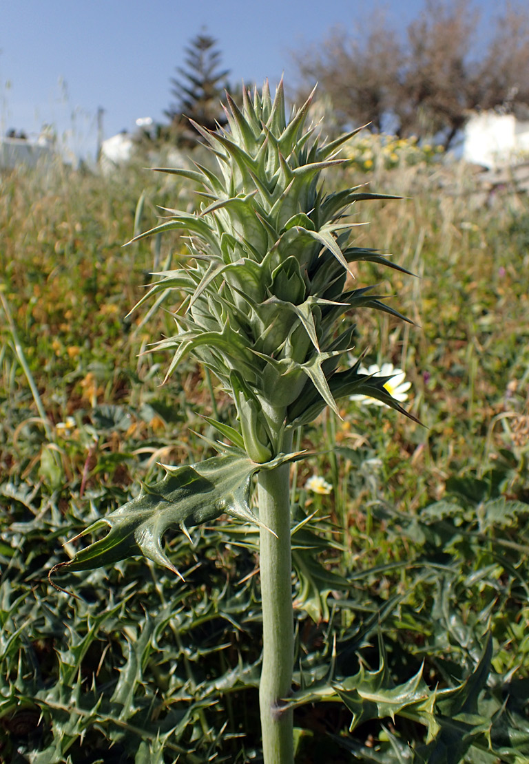 Изображение особи Acanthus spinosus.