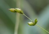 Carex disperma