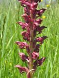 Anacamptis coriophora. Часть соцветия. Дагестан, Курахский р-н, 1 км к западу от с. Штул, луг. 15 июня 2018 г.