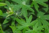 Geranium sanguineum. Завязавшийся плод и листья. Пермь, Свердловский р-н, в озеленении двора. 14 июля 2018 г.