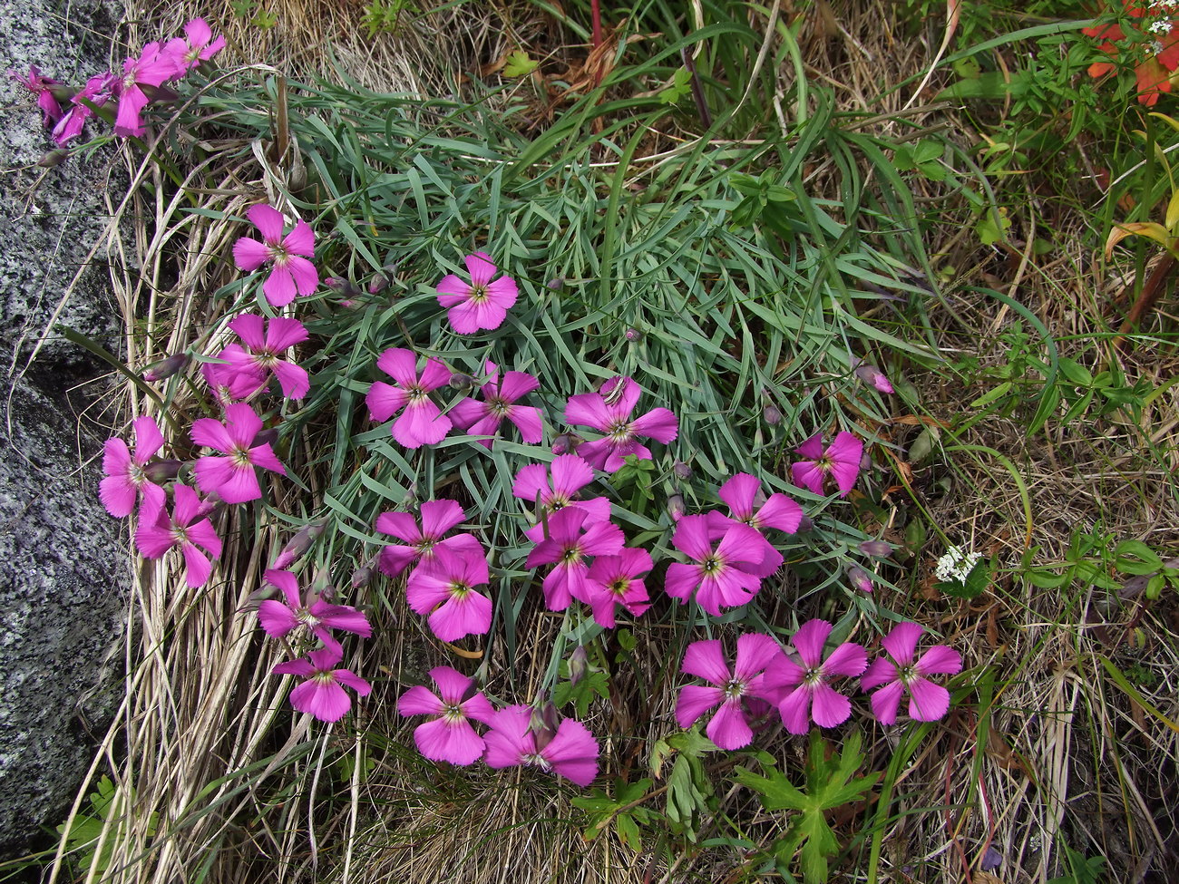 Изображение особи Dianthus repens.