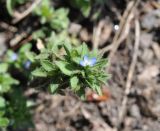 Veronica arvensis