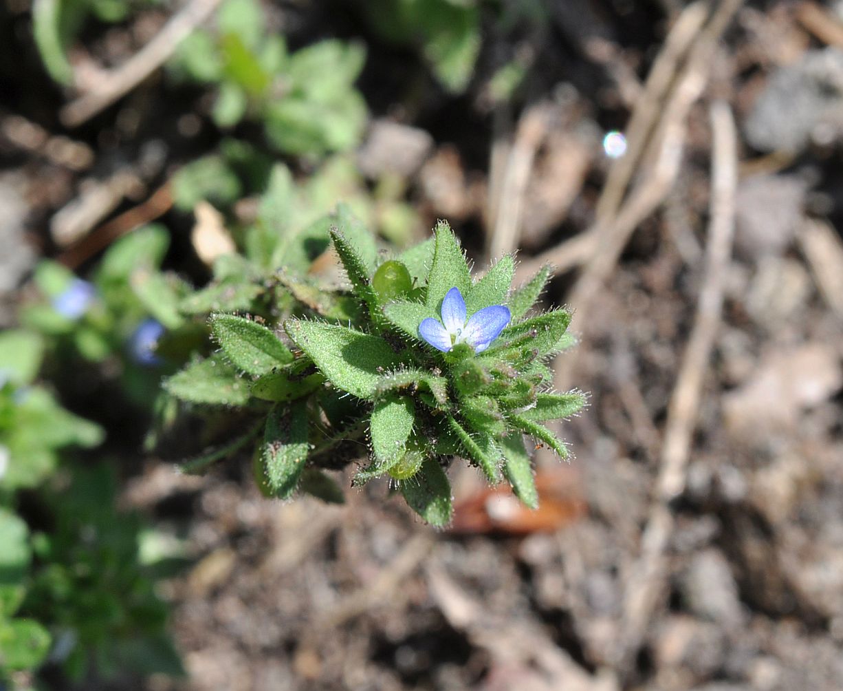 Image of Veronica arvensis specimen.
