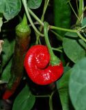 Capsicum annuum