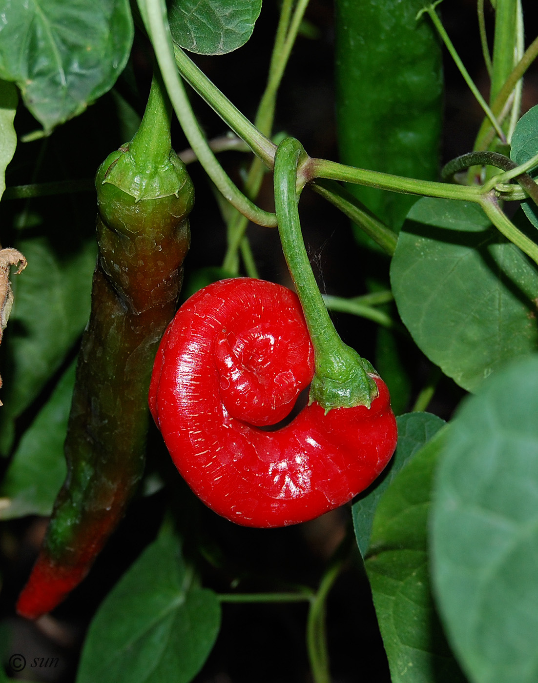 Изображение особи Capsicum annuum.