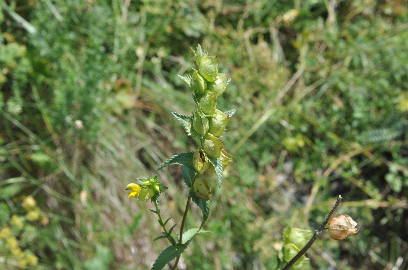 Изображение особи род Rhinanthus.