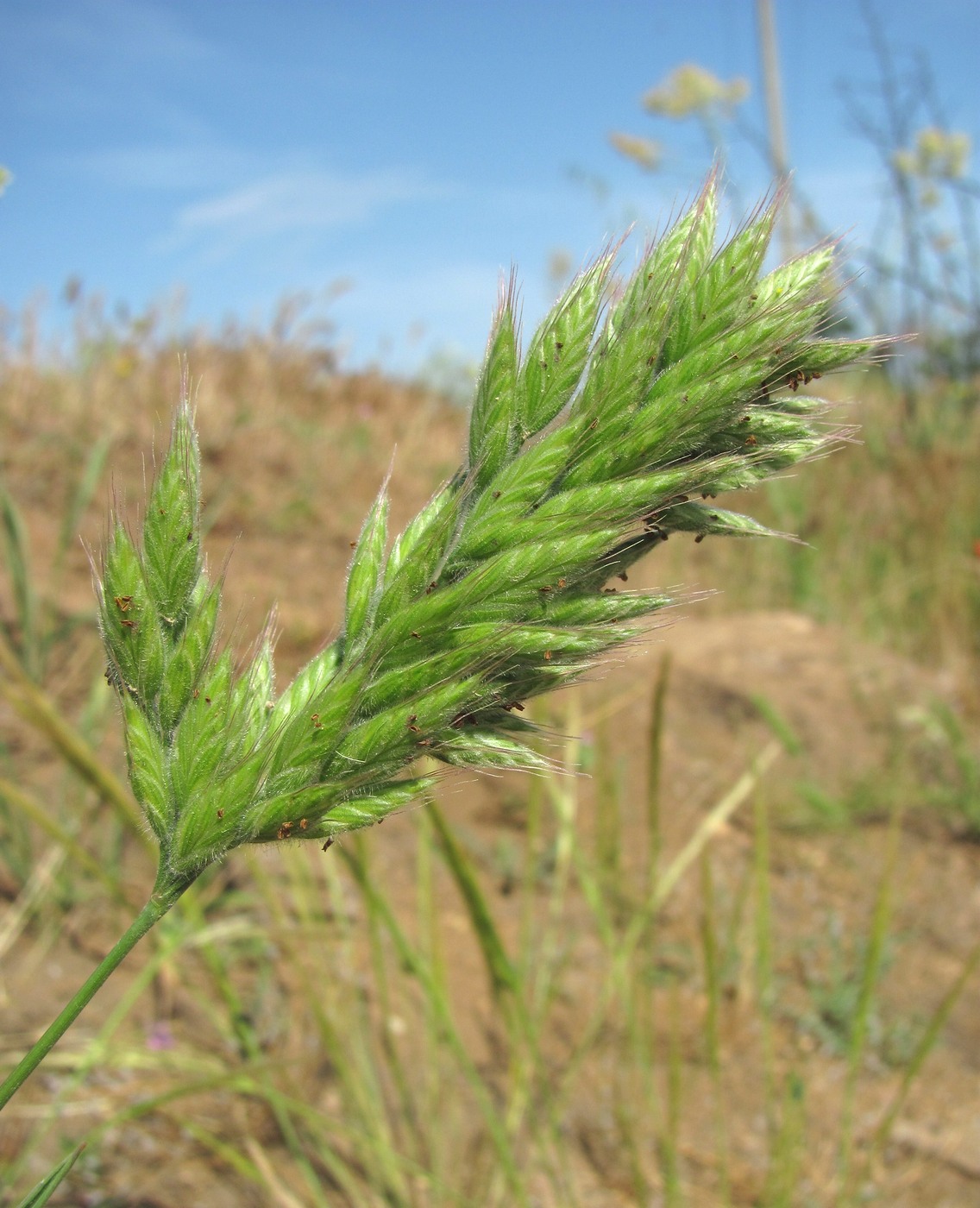 Изображение особи Bromus hordeaceus.