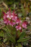 Pedicularis oederi f. rubra