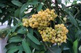 Sorbus × arnoldiana. Плоды и листья. Латвия, г. Рига, Старый город, площадь Ливов, в культуре. 19.08.2018.