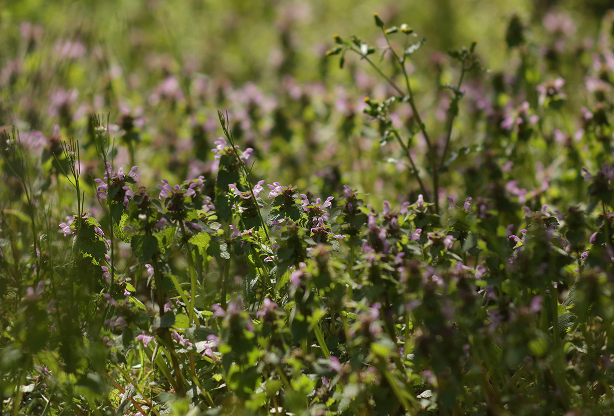 Изображение особи Lamium purpureum.