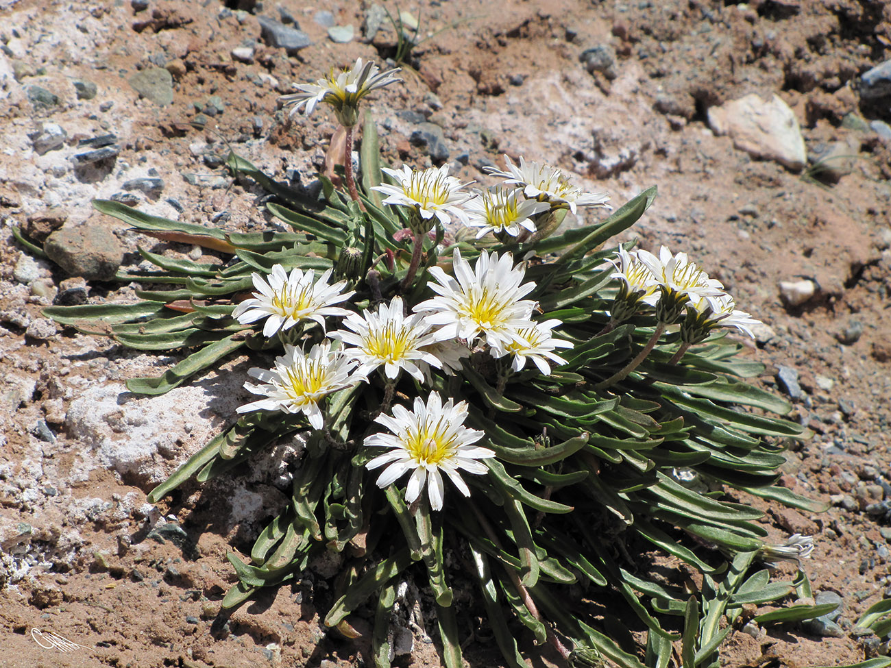 Image of Taraxacum candidatum specimen.