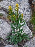 Solidago virgaurea. Цветущее растение. Красноярский край, Ермаковский р-н, природный парк \"Ергаки\", гора Птица, ≈ 2000 м н.у.м., каменистый склон. 16.07.2018.