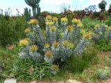 Leucospermum formosum