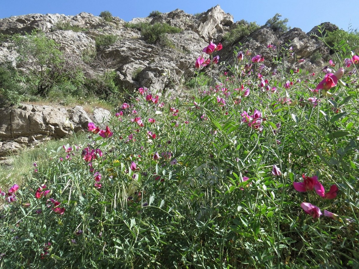 Изображение особи Lathyrus mulkak.