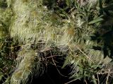 Clematis orientalis