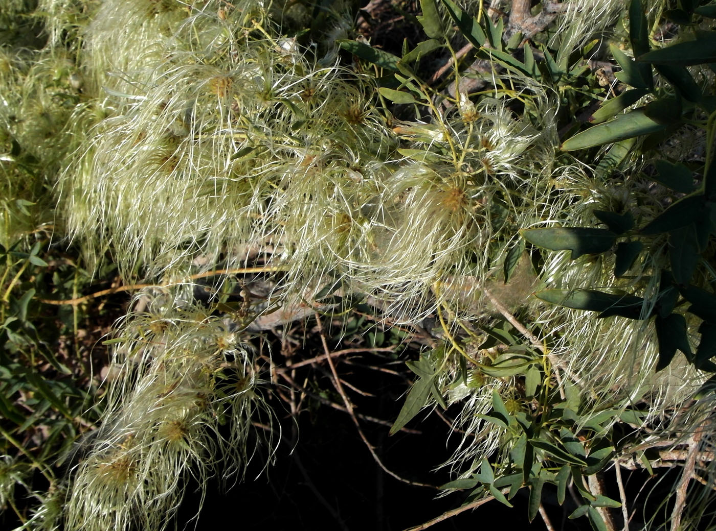 Изображение особи Clematis orientalis.