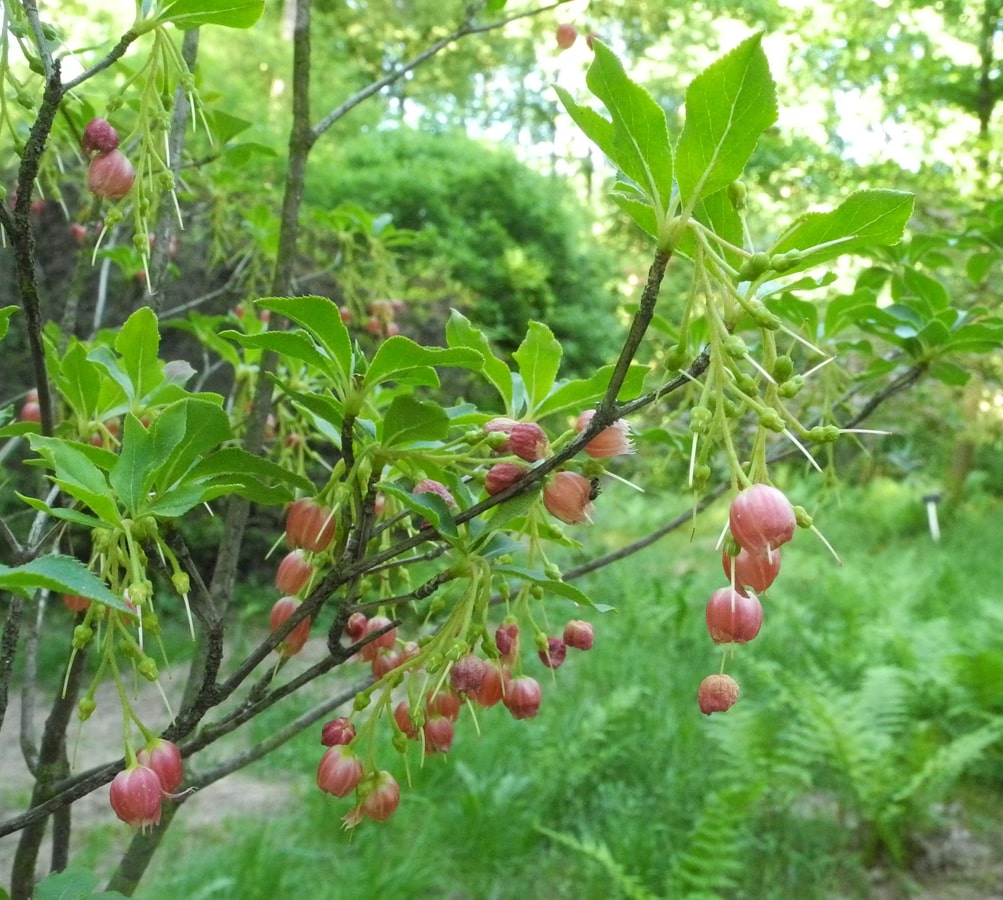 Изображение особи Enkianthus cernuus.