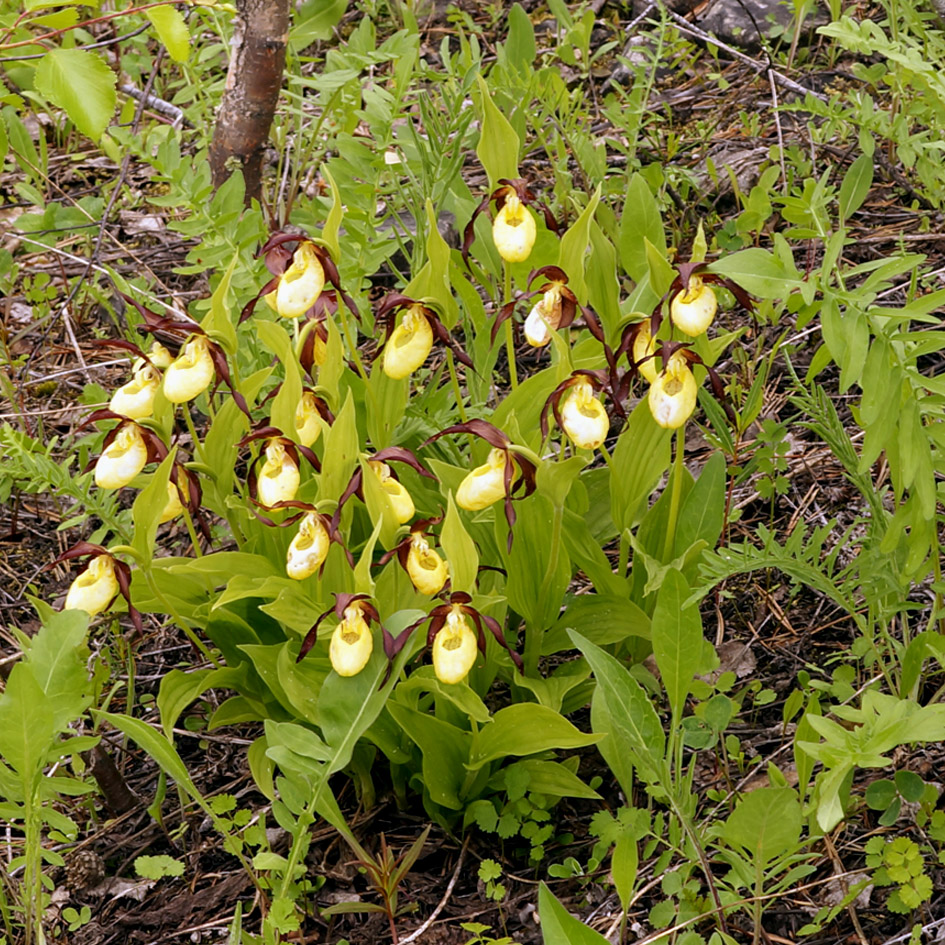 Image of Cypripedium calceolus specimen.