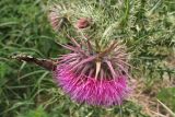 Carduus nutans