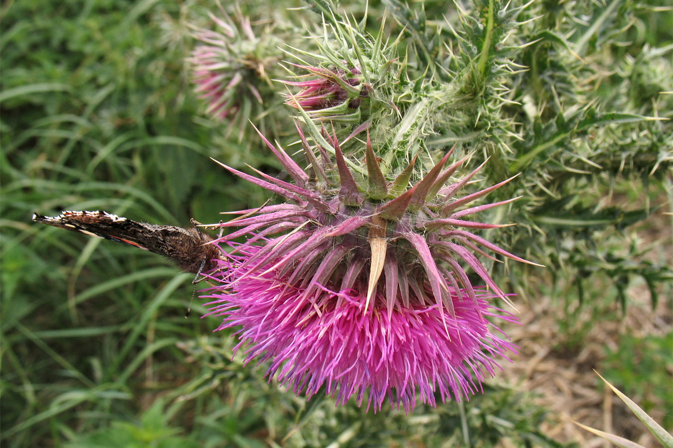 Image of Carduus nutans specimen.