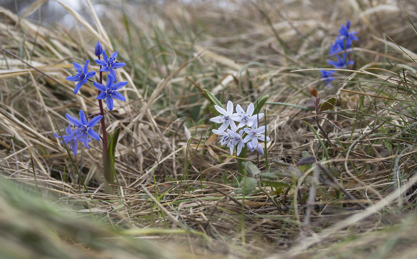 Изображение особи Scilla bifolia.