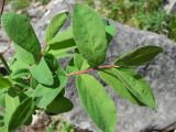 Lonicera edulis. Верхушка молодого побега. Магаданская обл., окр. г. Магадан, побережье бухты Нагаева, р-н Моргородка, каменистый склон в каменноберезняке. 16.06.2017.