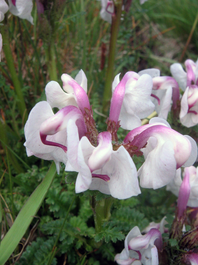 Изображение особи Pedicularis rhinanthoides.