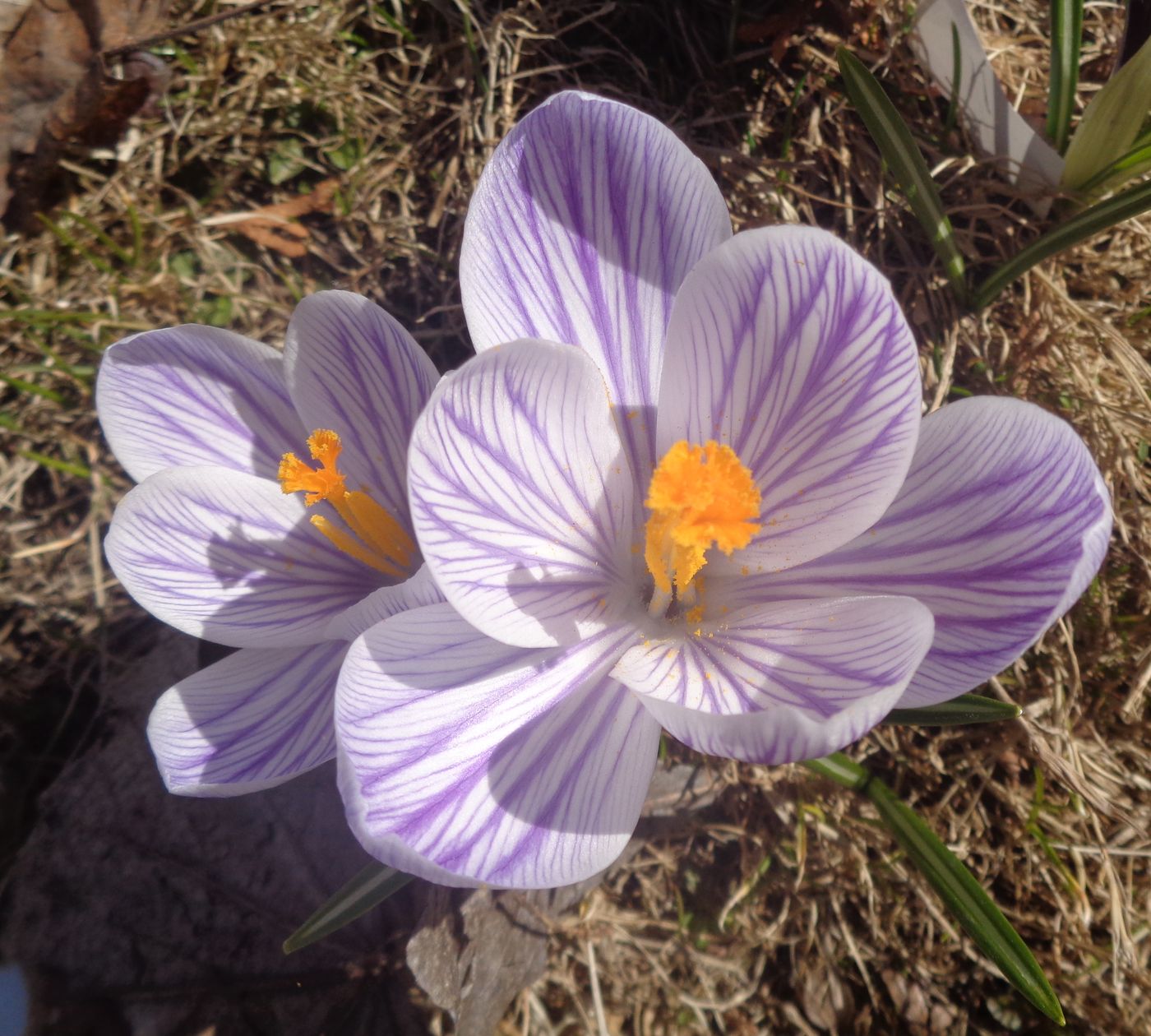 Image of Crocus vernus specimen.